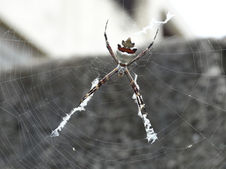 silver spider in its web near a wall