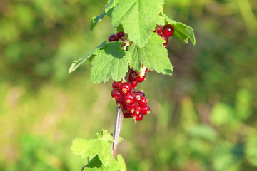 fresh currant red berries in the garden