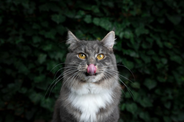 front view portrait of a young blue tabby maine coon cat in front of wall covered with ivy leaves licking over lips looking at camera