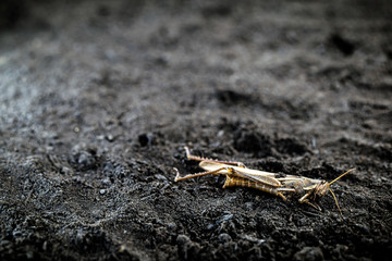 insect killed due to poison or excess pesticides. Grasshopper or cricket dying on the dry ground.
