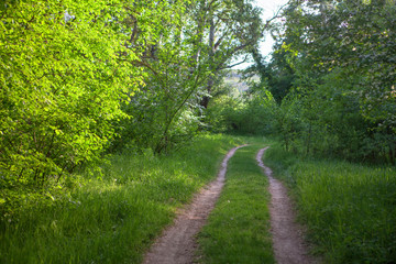 path in the green spring forest