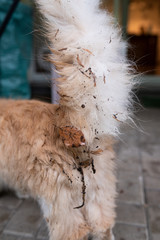 dirty fluffy tail of a messy maine coon longhair cat with leaves, branches and dirt outdoors in rainy autumn weather