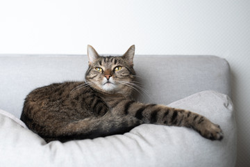 Fototapeta na wymiar tabby shorthair cat resting on gray couch pillow stretching out paw looking up