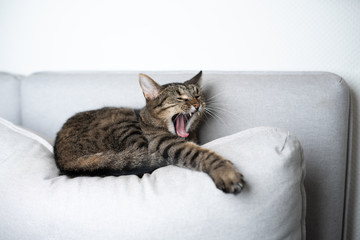 tabby shorthair cat resting on gray sofa pillow yawning stretching out paw - obrazy, fototapety, plakaty