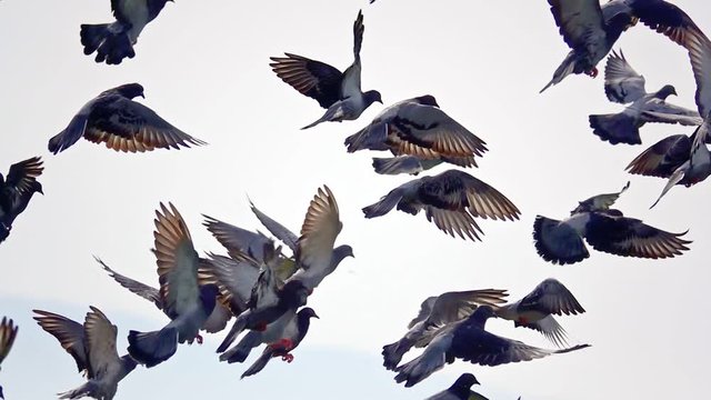 Doves Flying is a gorgeous stock video that consists of footage of a flock of doves flying and go down again.