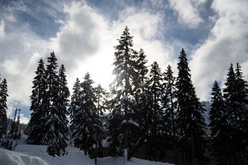 Sun through snowy tree