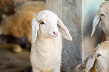 cute of little lamb in farm © kedsirin