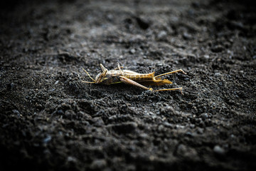 endangered environment, insects at risk of extinction due to use of pesticides. Grasshopper dead.