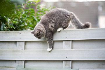 young blue tabby maine coon cat walking on fence balancing outdoors in the back yard climbing down
