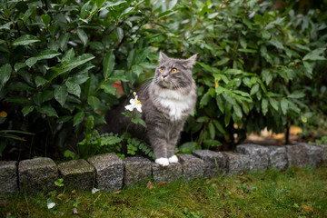 Naklejka na ściany i meble young tabby maine coon cat with white paws standing in bush looking to the side outdoors in garden