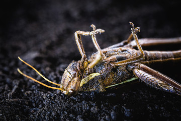 Macro photograph of a dead grasshopper. Use of poison for pest control. environment and anti-toughness at risk.