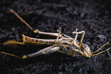 Brown grasshopper in nature, Migratory Bird Locust or Brown Spotted Locust, dead insect.