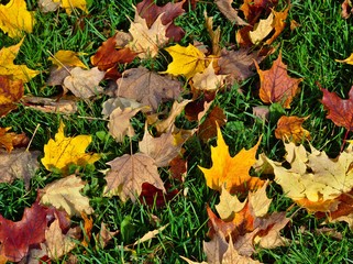 Wet Autumn Leaves on the Ground with Green Grass