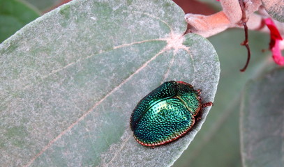 bright green carapace insect perched on green leaf