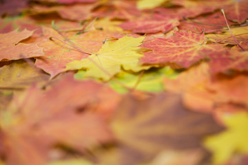 autumn maple leaves carpet; natural background