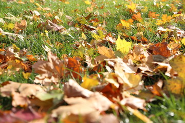 Yellow autumn leaves on the green grass
