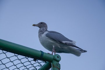 Seagull 