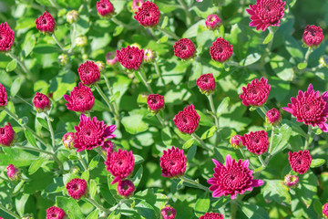 Red Chrysanthemum Mum Flowers and Buds.