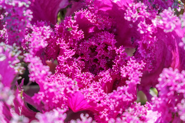 Decorative Cabbage Close Up, Ornamental Cabbage, Flowering Purple Cabbage