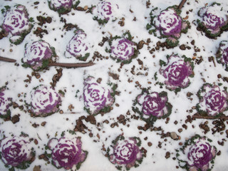 Brassica oleracea acephala