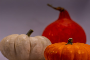 Colorful pumpkins in fall