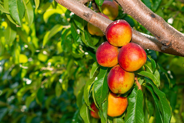 sick leaves and peach fruits in the garden on a tree close-up macro. Peach Orchard Disease Concept