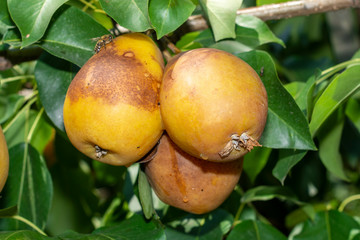 pear fruit on a tree close-up with disease and rot. Garden Protection Concept