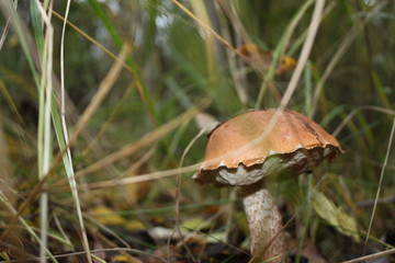 A lone Mushroom in the grass