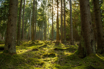 Lichtstimmung im Wald