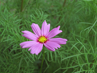 Cosmos flower