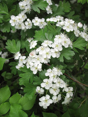 Crataegus monogyna