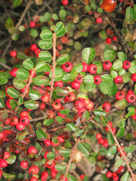 Cotoneaster Horizontalis