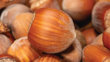 large fruit of hazelnut variety Enis close-up macro. Texture background scattered nuts