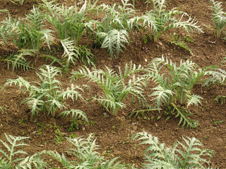 Cynara cardunculus