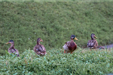 Wild ducks in a natural habitat. Green grass.