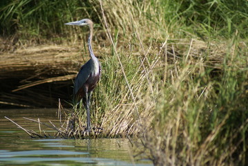 Ethiopia / Arba Mintch - 15feb19: Nechisar National Park