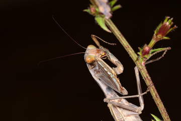Praying Mantis in a pose that served as the basis for the name. Praying Mantis prays to God ...