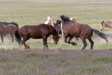 Naklejka na ściany i meble Wild horse Stallions Fighting in the Utah Desert in Spring