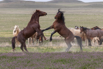 Wild horse Stallions Fighting in the Utah Desert in Spring