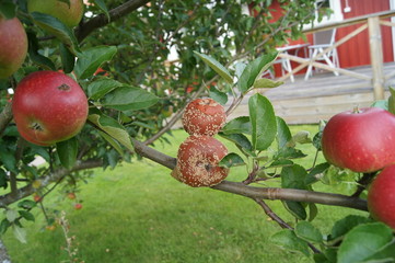 Rotten apples