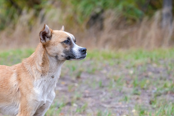 Obraz premium Portrait of stray dog stay on glade and looks for food in forest in autumn
