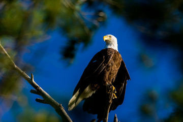 A bald eagle (Haliaeetus leucocephalus) perched in a tree framed by green branches against a clear blue sky.