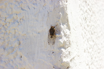 a bug on the wall detail