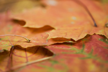 abstract natural background: autumn maple leaves; 
