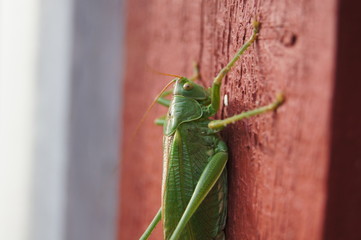 Cricket