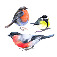 Cute birds, set of drawings with colored pencils on paper, realistic image of birds.