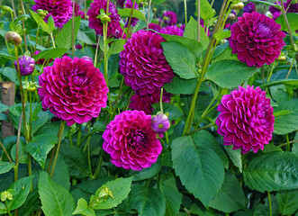 Dahlie Hapet Nightdream, Dekorative Dahlie