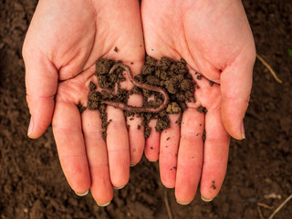 Earthworms in female hands in greenhouse chernozem. Macro Brandling, pandas, trout, tiger, wiggler, Eisenia fetida..Garden compost and worms recycle plant waste into rich soil improver and fertilizer