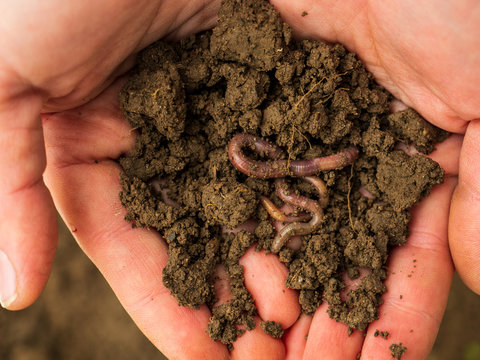 Earthworms in female hands in greenhouse chernozem. Macro Brandling, pandas, trout, tiger, wiggler, Eisenia fetida..Garden compost and worms recycle plant waste into rich soil improver and fertilizer