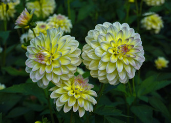 Dahlie Innocence Silence,  Dekorative Dahlie